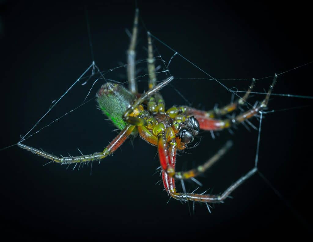 spider crawling