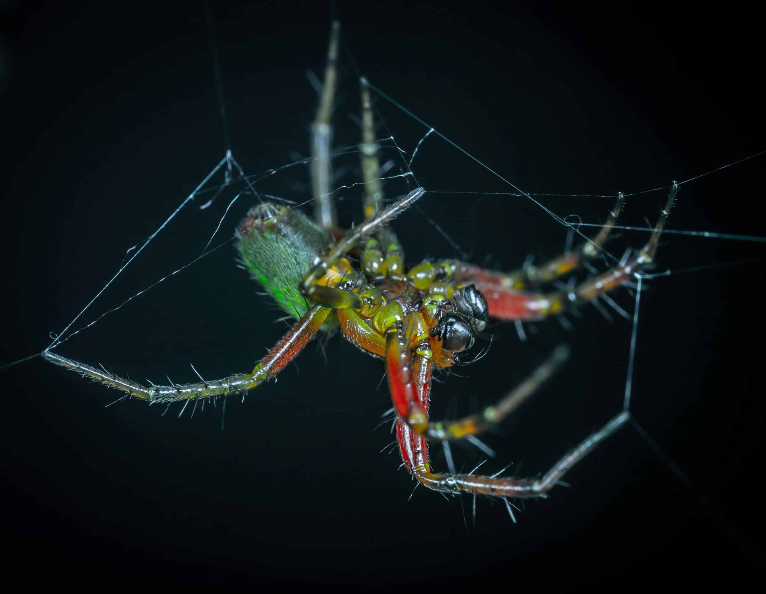 spider crawling