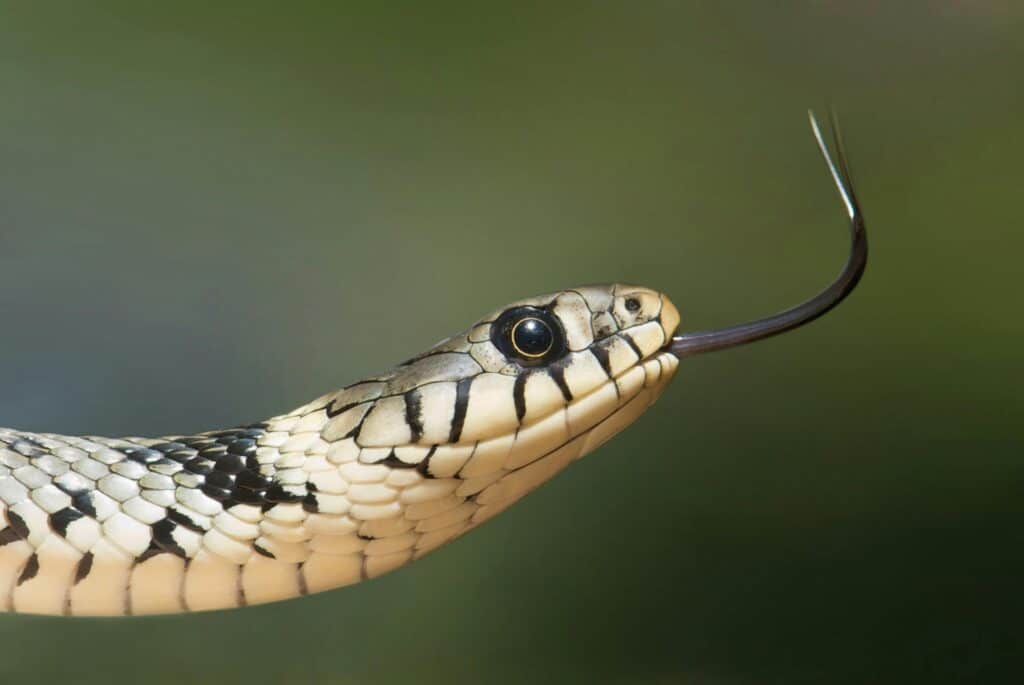 snake sticking tongue out