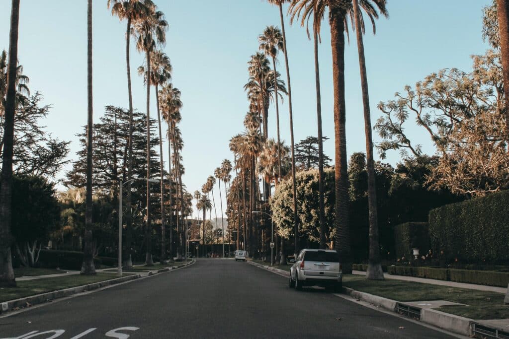 road with palm trees and houses